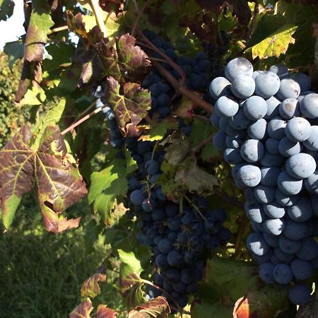 Alloggio Agrituristico Corte San Biagio Corno di Rosazzo Eksteriør billede