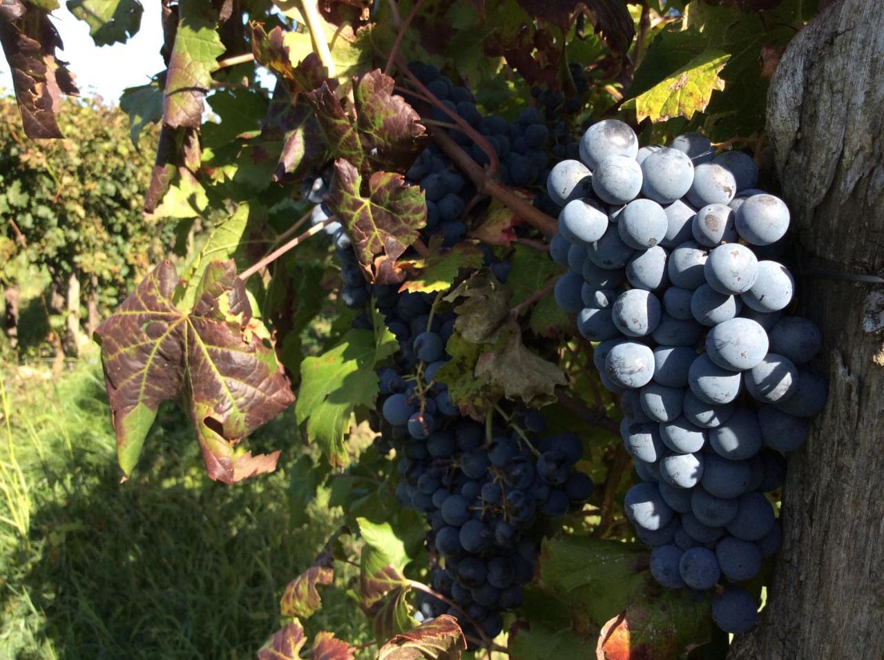 Alloggio Agrituristico Corte San Biagio Corno di Rosazzo Eksteriør billede