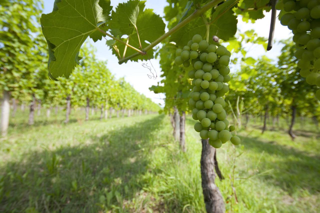 Alloggio Agrituristico Corte San Biagio Corno di Rosazzo Eksteriør billede