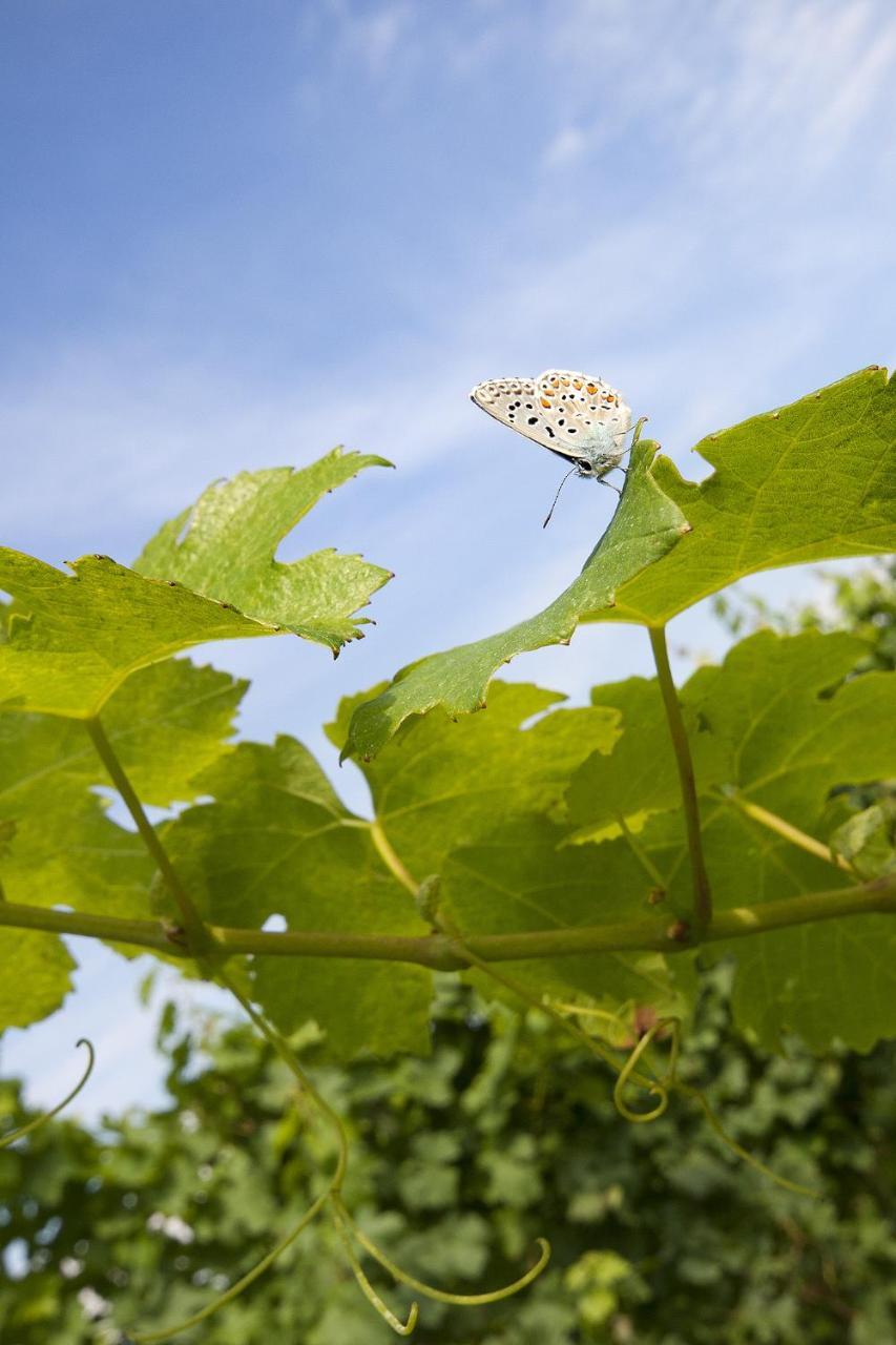 Alloggio Agrituristico Corte San Biagio Corno di Rosazzo Eksteriør billede