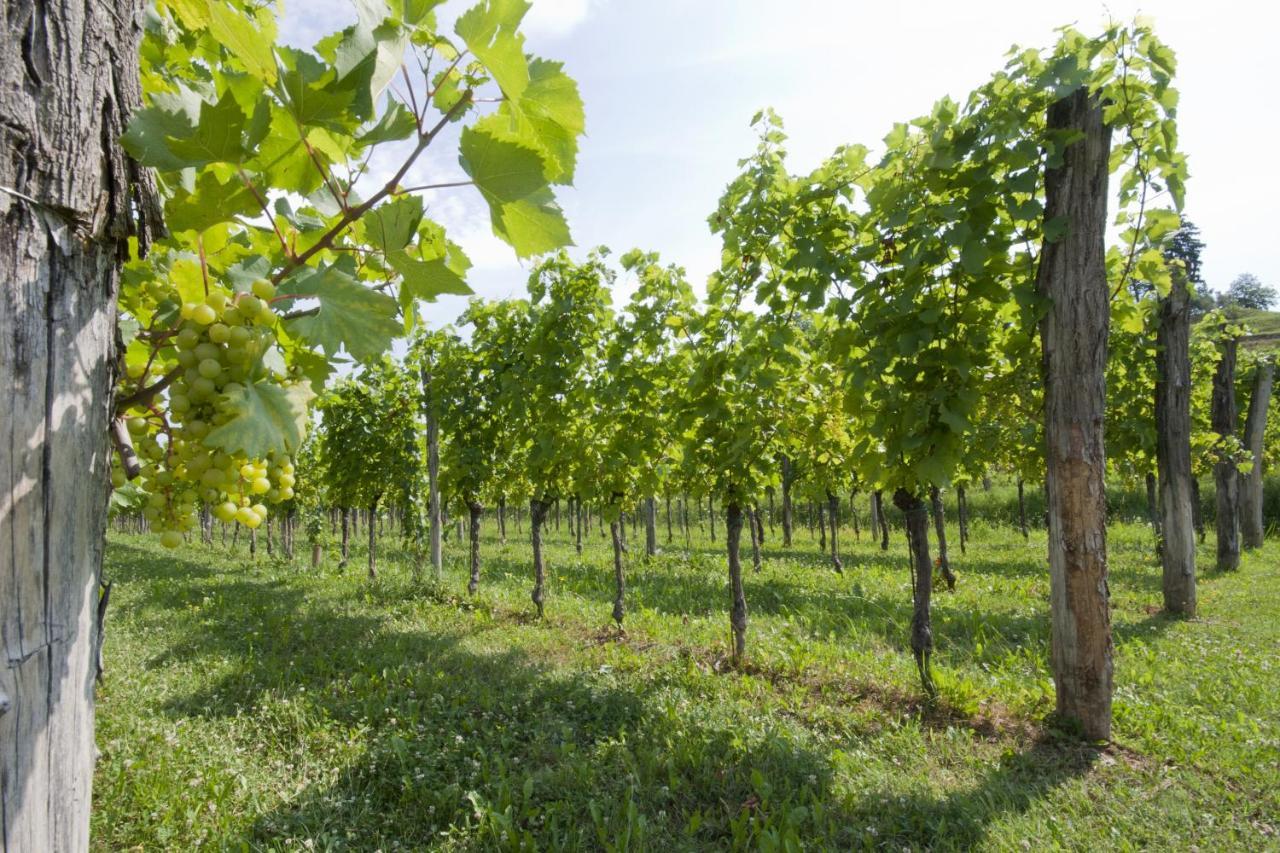 Alloggio Agrituristico Corte San Biagio Corno di Rosazzo Eksteriør billede