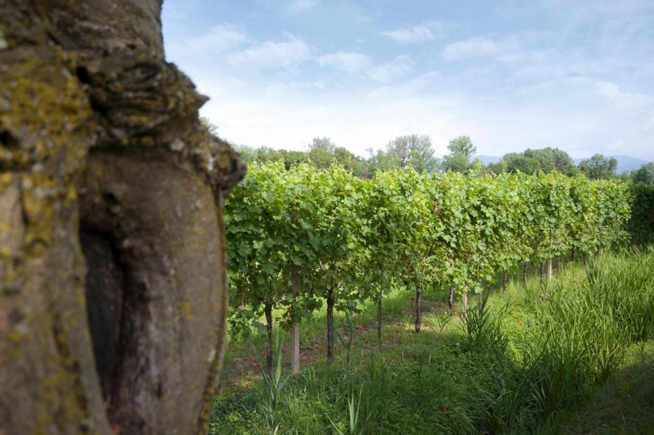Alloggio Agrituristico Corte San Biagio Corno di Rosazzo Eksteriør billede