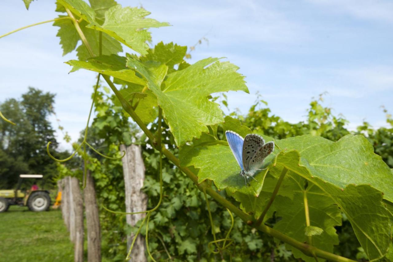 Alloggio Agrituristico Corte San Biagio Corno di Rosazzo Eksteriør billede