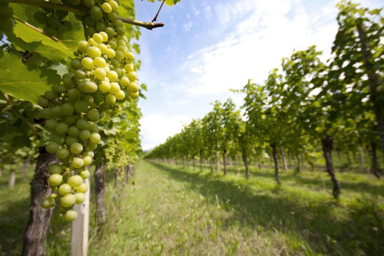 Alloggio Agrituristico Corte San Biagio Corno di Rosazzo Eksteriør billede
